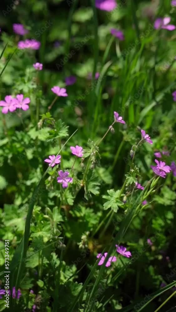 Vertical video of a wild field of colorful purple flowers swaying on the wind in nature. Vertical video of a wild field of colorful purple flowers swaying on the wind in nature.