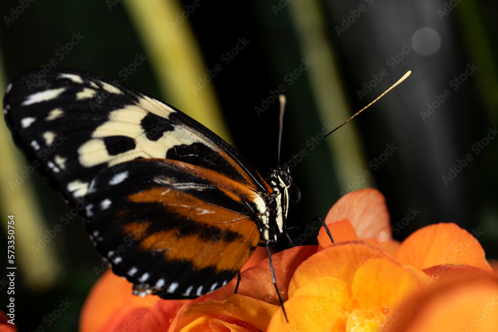 Obraz premium Tiger Longwing Butterfly.