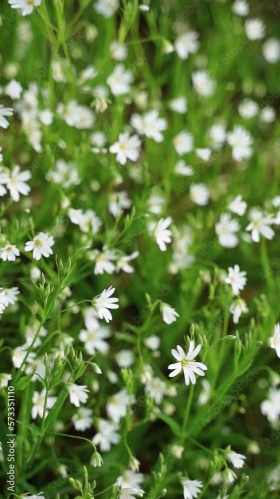 Vertical video of white flowers with green leaves and grass gently swaying on the wind Vertical video of white flowers with green leaves and grass gently swaying on the wind