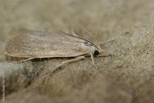 Closeup on a pale colored Bulrush Veneer moth, Calamotropha paludella sitting on stone