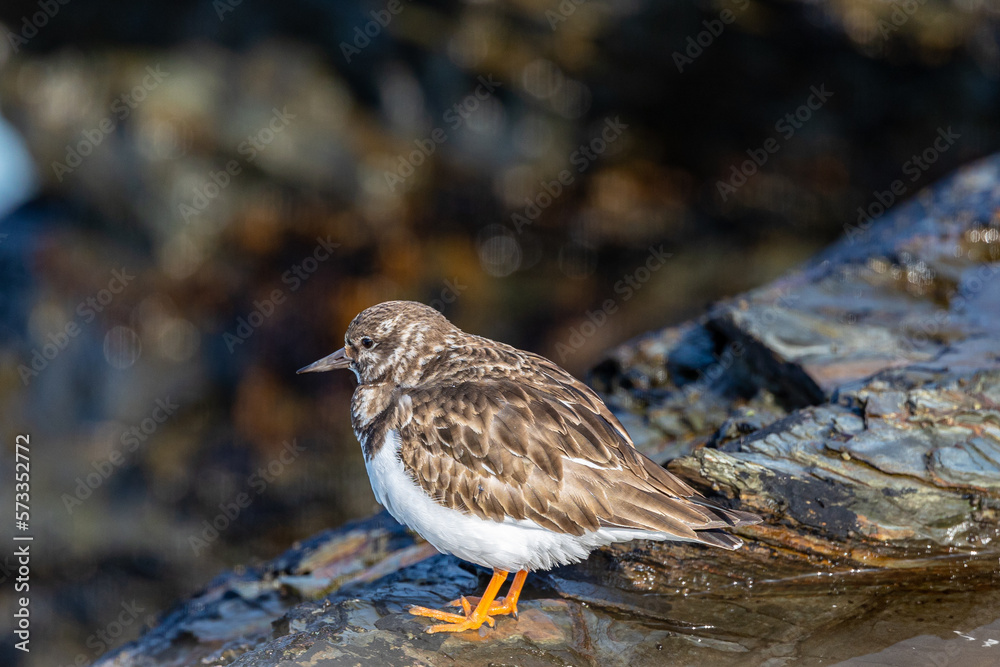 A winter morning on the cliffs photographing birds: curlews, waders, cormorants... A winter morning on the cliffs photographing birds: curlews, waders, cormorants...