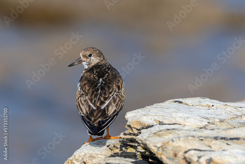 A winter morning on the cliffs photographing birds: curlews, waders, cormorants...