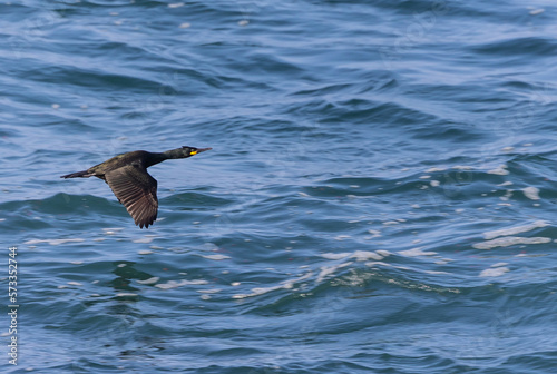 A winter morning on the cliffs photographing birds: curlews, waders, cormorants...