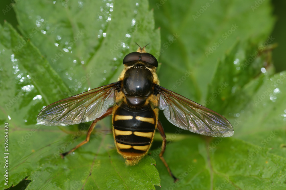 Close up the Yellow barred peat hover fly, Sericomyia silentis, Syrphidae, with spread wings on a green leaf Close up the Yellow barred peat hover fly, Sericomyia silentis, Syrphidae, with spread wings on a green leaf