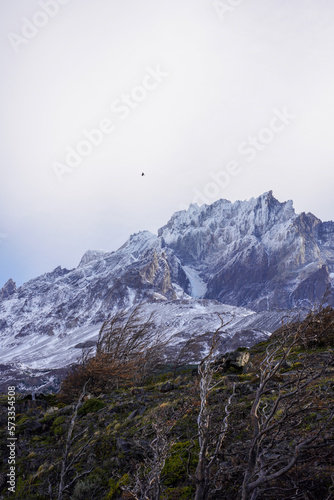 Bird flying above Cerro Paine Grande in Patagonia Torres Del Paine