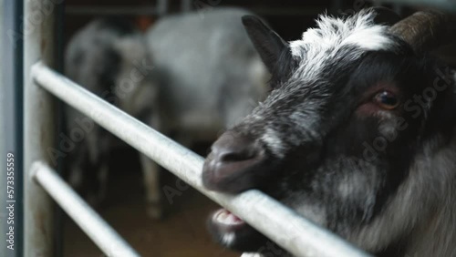 A black and white funny goat climbed the fence and asks for food from the hands of passing people. Feeding animals. photo