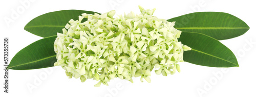 Flowers of Alstonia scholaris photo