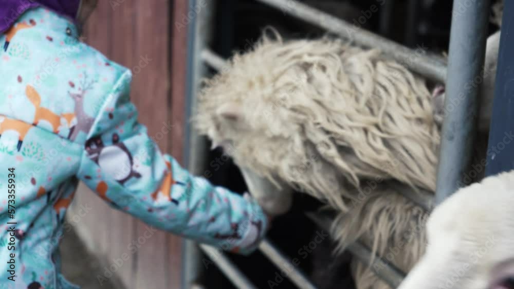 A funny gray sheep climbed a fence and asks for food from the hands of passers-by. Animal feeding. contact park.