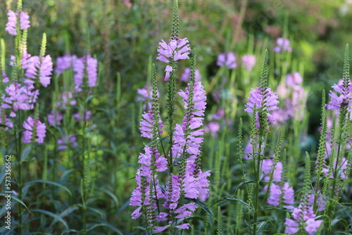 Physostegia virginiana. Violet flowers of false dragonhead, obedient plant.