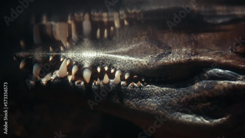 Crocodile teeth underwater close-up. Acute danger in the wild. The aligator is waiting in the river for its prey. Underwater filming.
