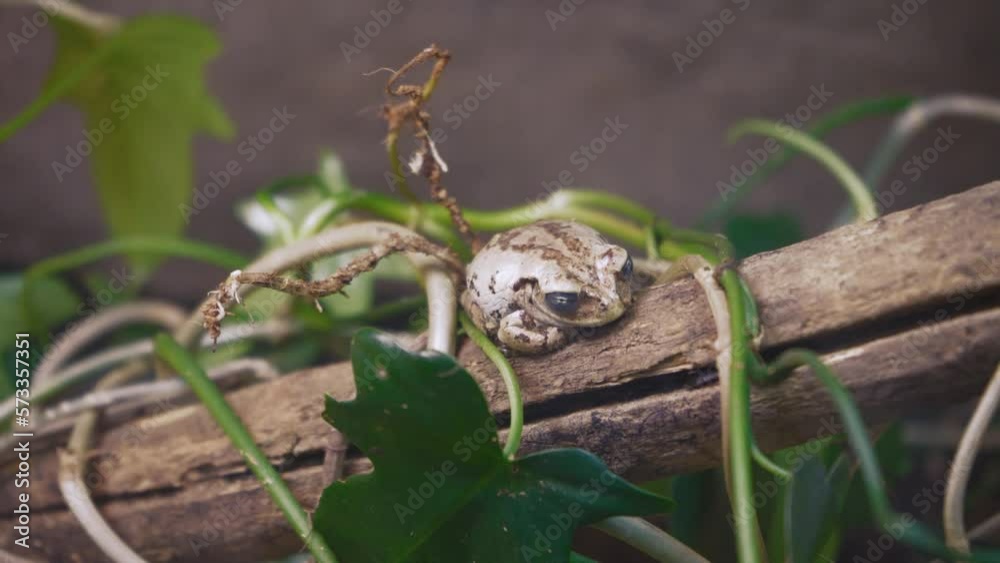 Green Flying Frog on a Branch, Gliding Frog on a Branch, Javan Tree Frog on a Tree, Indonesian Tree Frog, Indonesian Black Webbed Tree Frog. Green Flying Frog on a Branch, Gliding Frog on a Branch, Javan Tree Frog on a Tree, Indonesian Tree Frog, Indonesian Black Webbed Tree Frog.