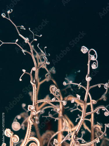 A beautiful Astrospartus during a dive. photo