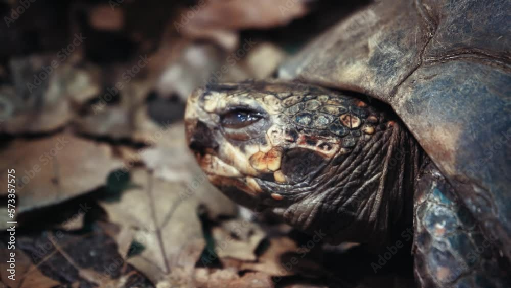 Close-up portrait of a big old turtle. The turtle is moving. Ancient animal in park, nature or zoo. High quality 4k video recording. Close-up portrait of a big old turtle. The turtle is moving. Ancient animal in park, nature or zoo. High quality 4k video recording.