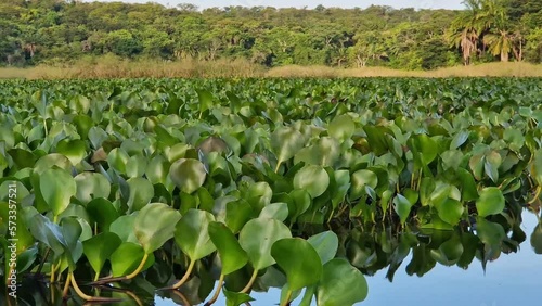 Canoe tour on the Pantanal Marimbus, waters of many rivers and abundant vegetation, in Andarai, Bahia, Brazil in the Chapada Diamantina photo