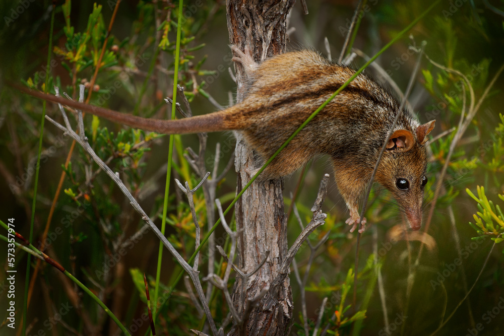 Honey Possum or noolbenger Tarsipes rostratus tiny marsupial feeds on the nectar and pollen of yellow bloom, important pollinator for Banksia attenuata and coccinea and Adenanthos cuneatus Honey Possum or noolbenger Tarsipes rostratus tiny marsupial feeds on the nectar and pollen of yellow bloom, important pollinator for Banksia attenuata and coccinea and Adenanthos cuneatus
