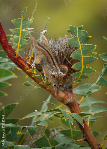 Honey Possum or noolbenger Tarsipes rostratus tiny marsupial feeds on the nectar and pollen of yellow bloom, important pollinator for Banksia attenuata and coccinea and Adenanthos cuneatus photo