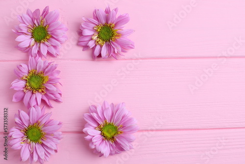 Pink daisy flowers on wooden background