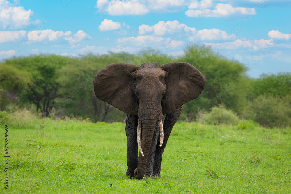 Obraz premium Herd of Elephants in Africa walking in Tarangire National Park in their natural environment, Tanzania