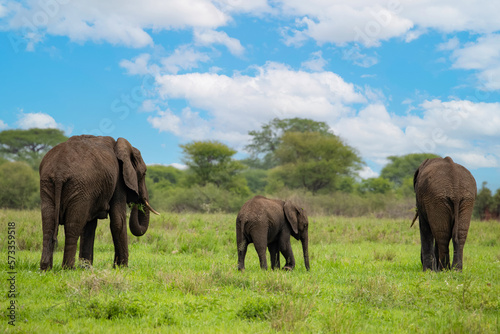 Herd of Elephants in Africa walking in Tarangire National Park in their natural environment, Tanzania