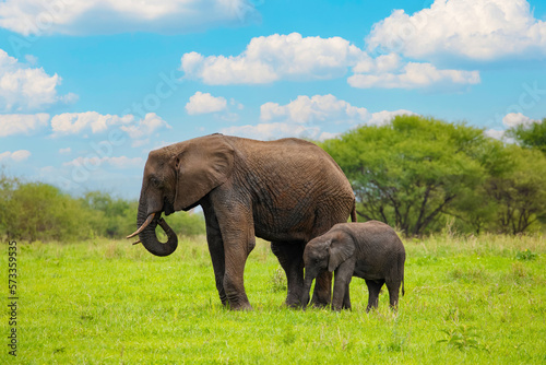 Herd of Elephants in Africa walking in Tarangire National Park in their natural environment  Tanzania