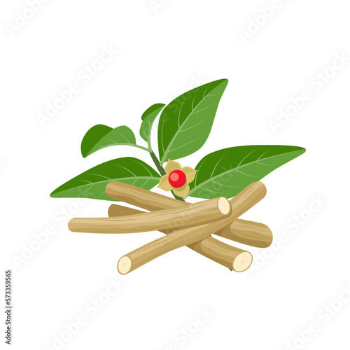Vector illustration of Ashwagandha or Withania somnifera, also known as Indian ginseng, isolated on white background.