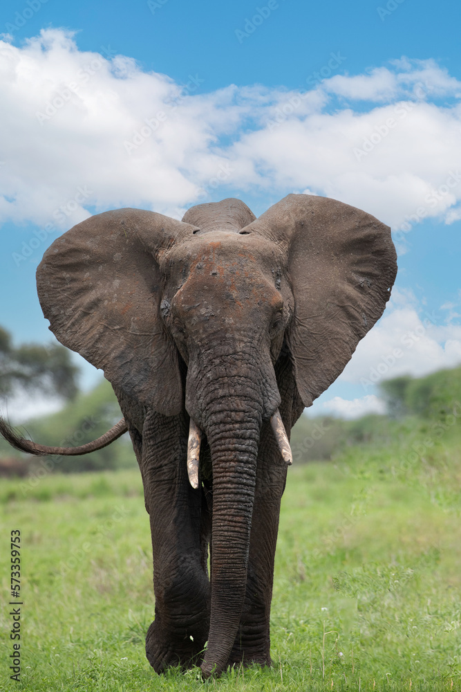 Fototapeta premium Herd of Elephants in Africa walking in Tarangire National Park in their natural environment, Tanzania