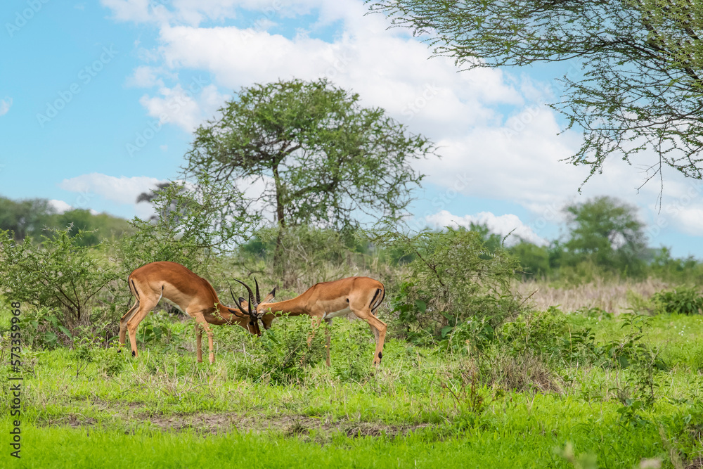 An Impala looks out of the African Bush at the National Park Ngorongoro. An Impala looks out of the African Bush at the National Park Ngorongoro.