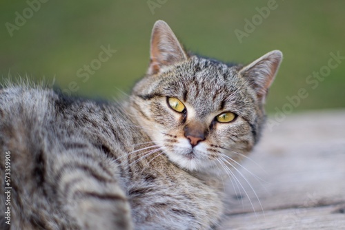 Domestic cat portrait close up detail
