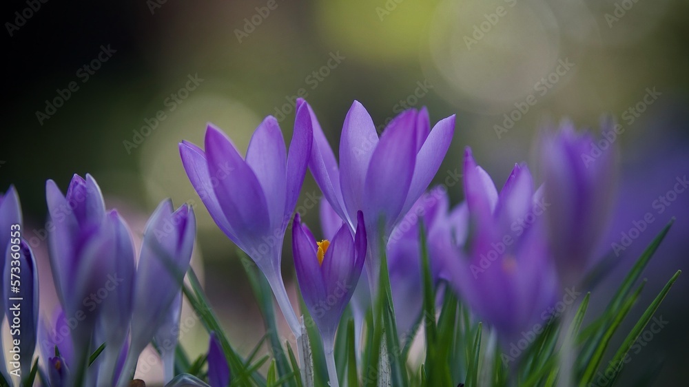 Wild Crocus Growing in Spring Wild Crocus Growing in Spring