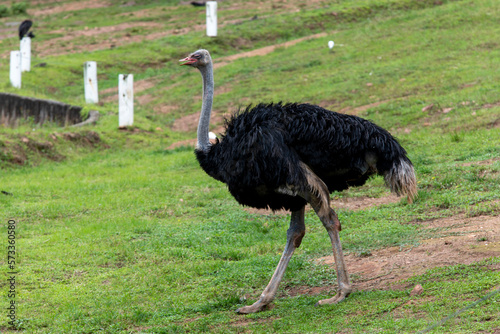 An ostrich (Struthio camelus - family Struthionidae, of flightless birds) walks in the pasture looking for food.