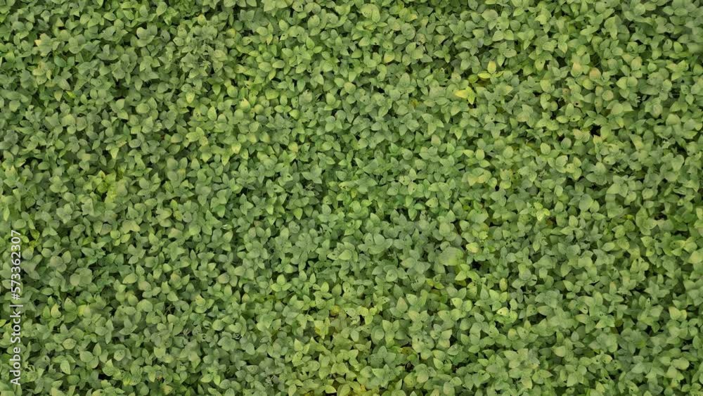 soybeans, soybeans or soy crop leaves top view. healthy soybean crop planted very close together. Aerial view of soybean plantation.