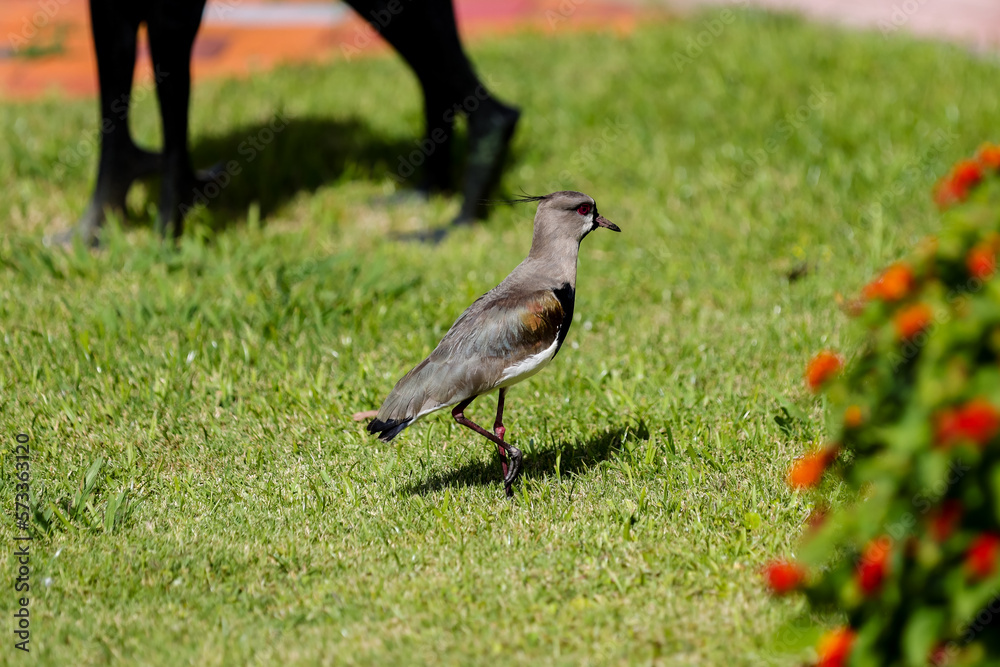 A southern lapwing, the national bird of Uruguay, Punta Del Este in Uruguay
