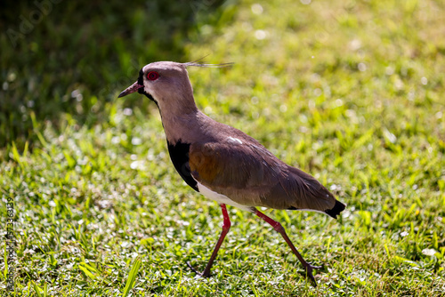 A southern lapwing, the national bird of Uruguay, Punta Del Este in Uruguay
 photo