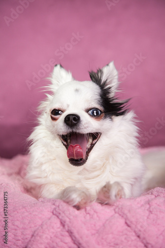 White long haired Chihuahua yawning on a soft pink blanket against a dark pink background. Long hair Chihuahua on a cozy knitted blanket. © Sonia