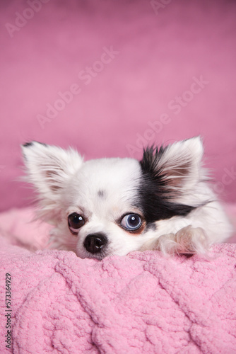 White long haired Chihuahua on a soft pink blanket against a dark pink background. Long hair Chihuahua on a cozy knitted blanket. © Sonia