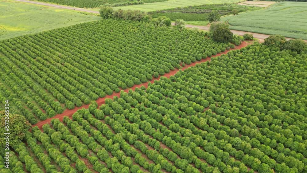aerial view coffee plantation in the state of Paraná - Brazil aerial view coffee plantation in the state of Paraná - Brazil