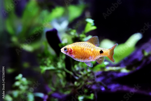Rosy Barb (Red Barb) - Puntius conchonius photo