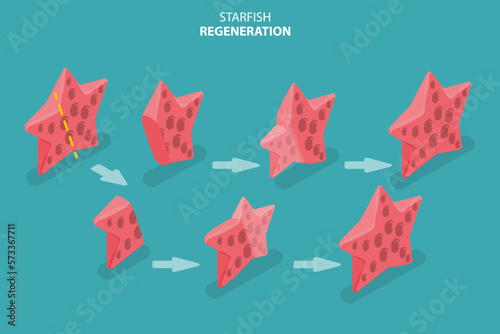 3D Isometric Flat Vector Conceptual Illustration of Starfish Regeneration, Asexual Reproduction