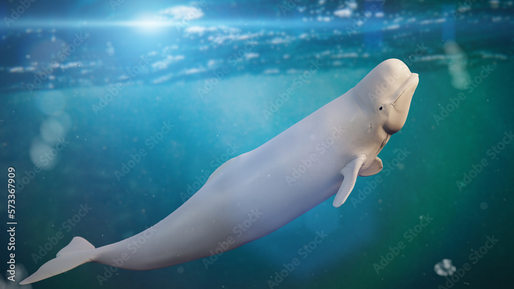 Obraz premium Beluga, Delphinapterus leucas, white arctic whale swimming in the ocean