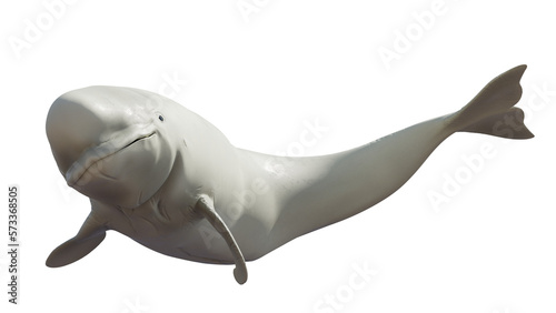 Beluga, Delphinapterus leucas, white whale isolated on transparent background