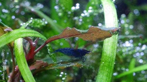 blue neocaridina shrimp on Bucephalandra sp, plant leaf oxygenate air bubbles, planted iwagumi Amano style freshwater aquascape, bright LED light, professional experience care for aquatic ecosystem photo