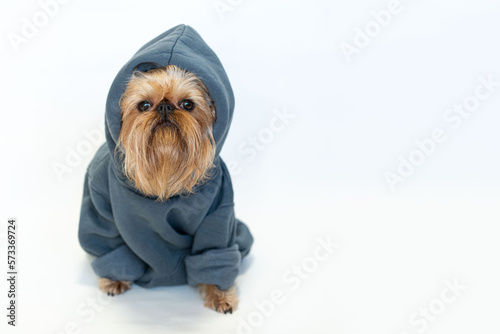 Fancy red dog with a beard of the Brussels Griffon breed in a gray hoodie, isolated on white