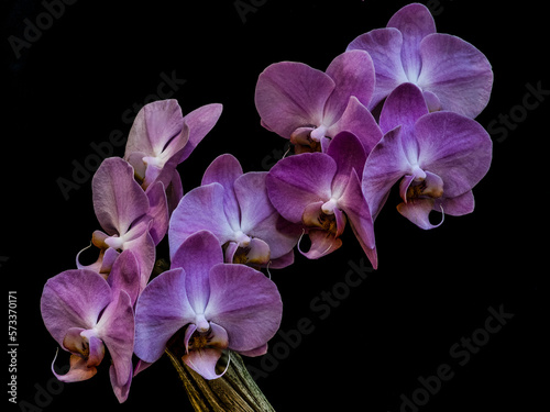 Orchids at Botany Show