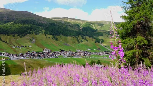 mountain alpine village in summer flowers