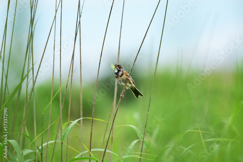 虫をくわえるホオアカ photo