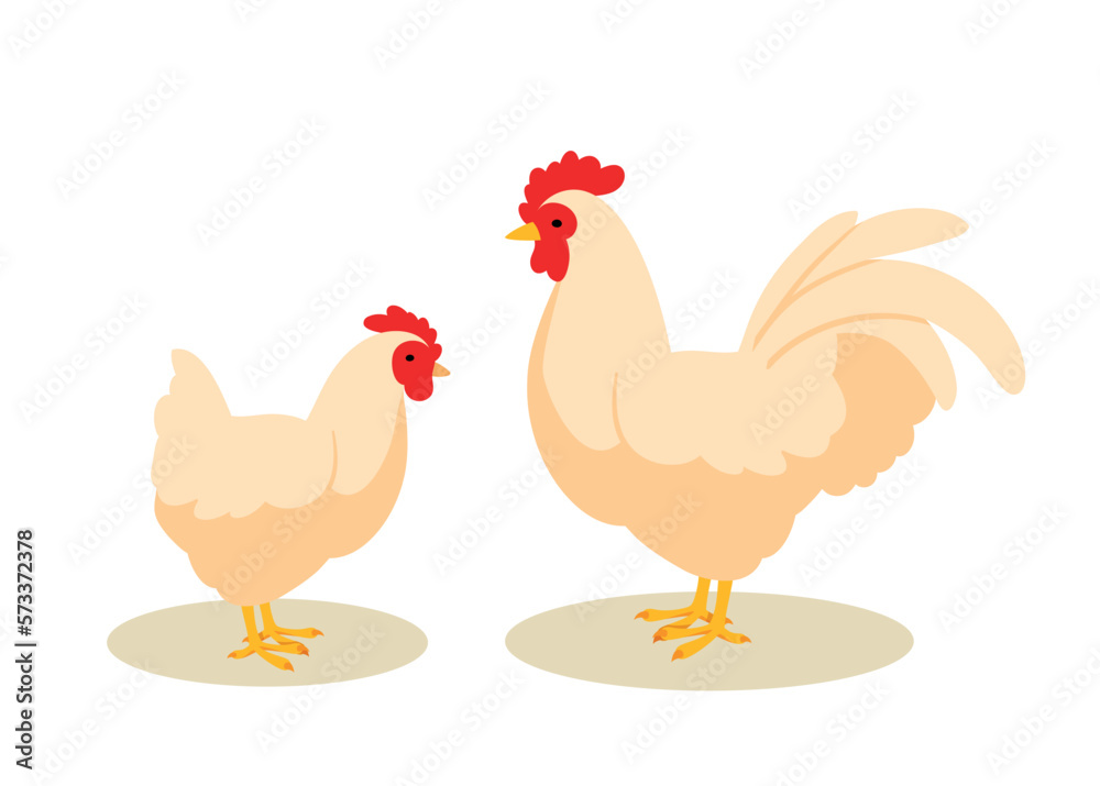 Chicken mother with kid. Chick looks at rooster and cockerel. White animals with feathers and wings. Agriculture and farming. Wild life and fauna. Cartoon flat vector illustration