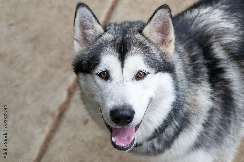Closeup portrait of Siberian Husky dog looking at the camera with mouth open, outdoor background