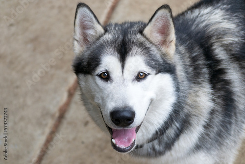 Closeup portrait of Siberian Husky dog looking at the camera with mouth open, outdoor background