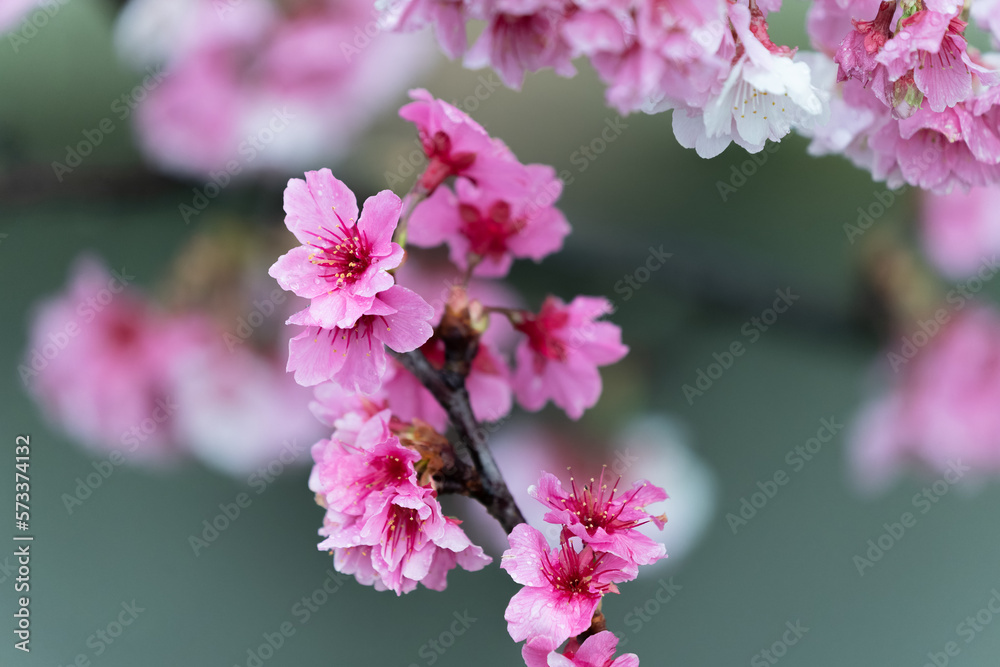 Obraz premium Sakura with raindrops. Fresh pink cherry blossoms after the rain. Riverbank Park with Taiwanese characteristics. Taipei, Taiwan