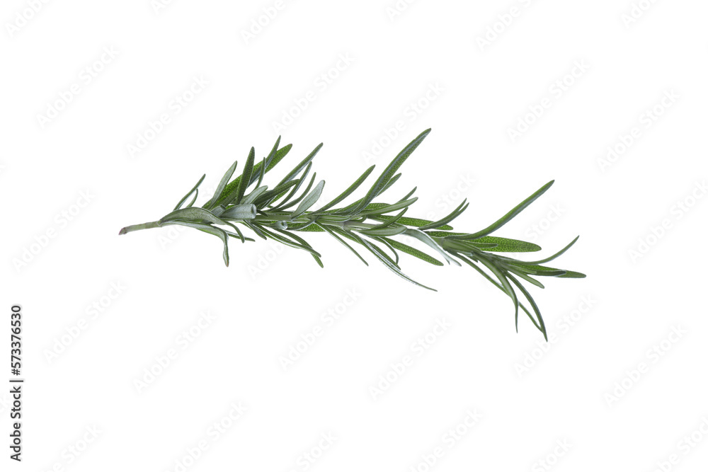 Fresh green rosemary isolated on white. Aromatic herb Fresh green rosemary isolated on white. Aromatic herb